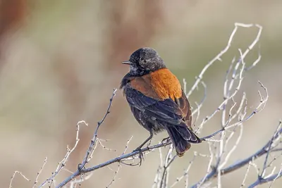 Patagonian Negrito