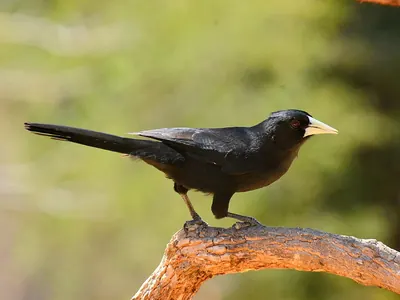 Solitary Cacique