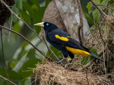 Yellow-rumped Cacique
