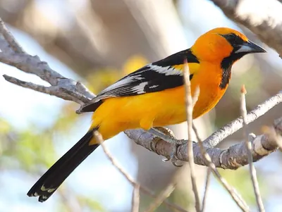 Streak-backed Oriole