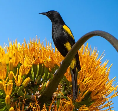 Hispaniolan Oriole