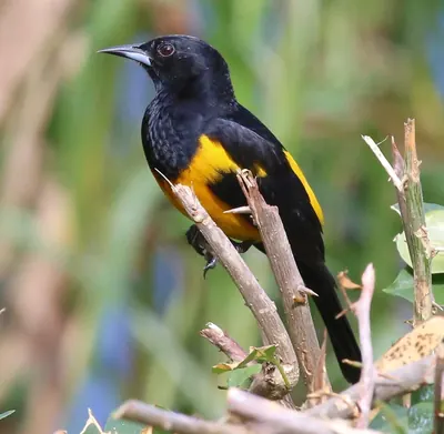 Black-vented Oriole