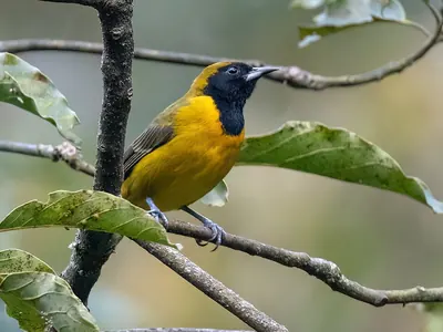 Bar-winged Oriole
