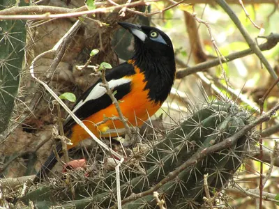 Venezuelan Troupial