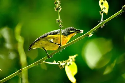 Palawan Flowerpecker