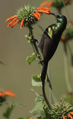 Bronzy Sunbird