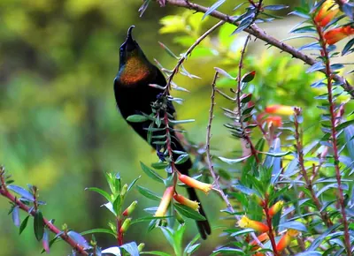 Purple-breasted Sunbird