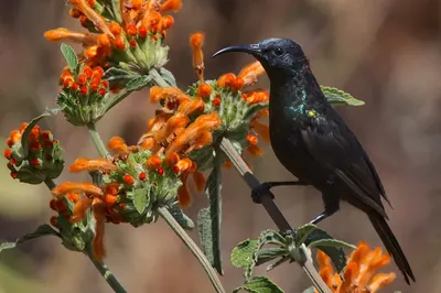 Bocage's Sunbird