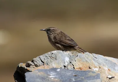 Streak-throated Canastero