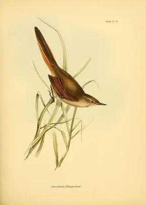 Lesser Canastero