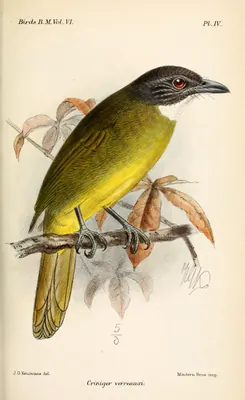 Red-tailed Greenbul