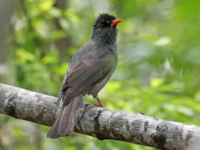 Malagasy Bulbul
