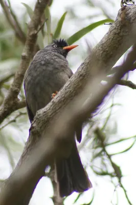 Olivaceous Bulbul
