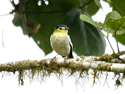 Barred Becard