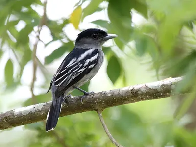 White-winged