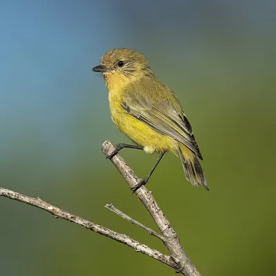 Yellow Thornbill
