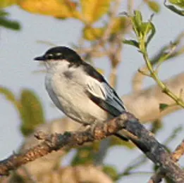 White-winged Triller