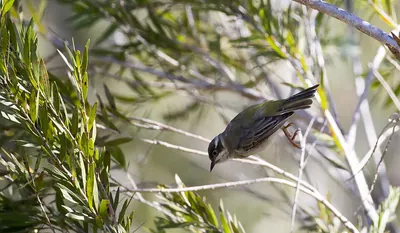Brown-headed Honeyeater