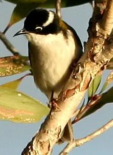 White-throated Honeyeater