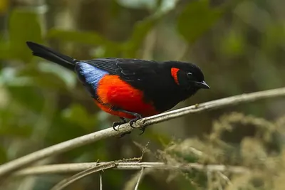 Scarlet-bellied Mountain-Tanager