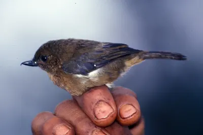 White-sided Flowerpiercer