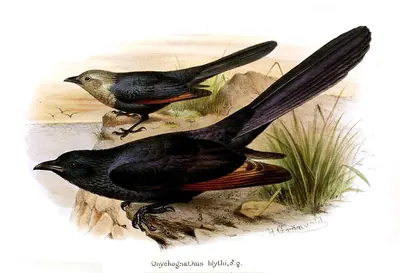 Somali Chestnut-winged Starling