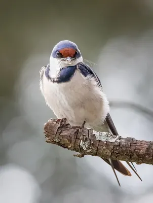 White-throated Swallow