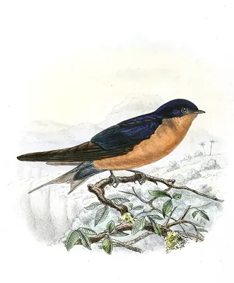 Black-and-rufous Swallow
