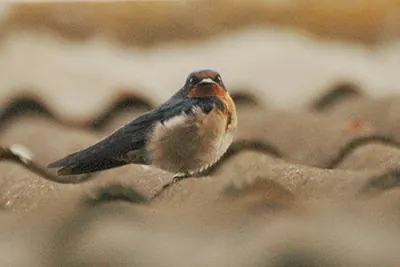 Angolan Swallow