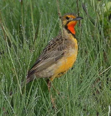 Orange-throated Longclaw