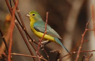 Orange-breasted Bunting