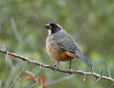 Golden-billed Saltator