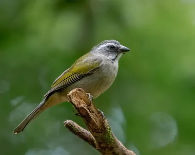 Green-winged Saltator