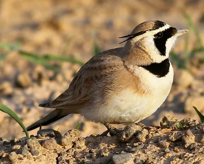 Temminck's Lark