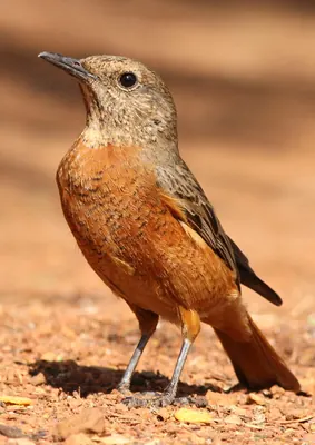 Cape Rock Thrush