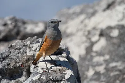 Sentinel Rock-thrush