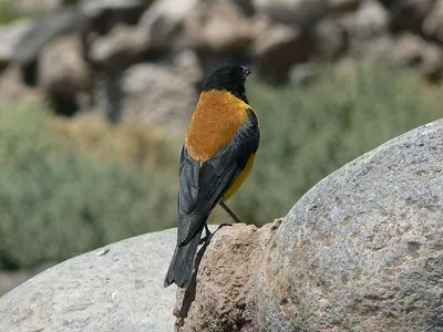 Black-hooded Sierra Finch
