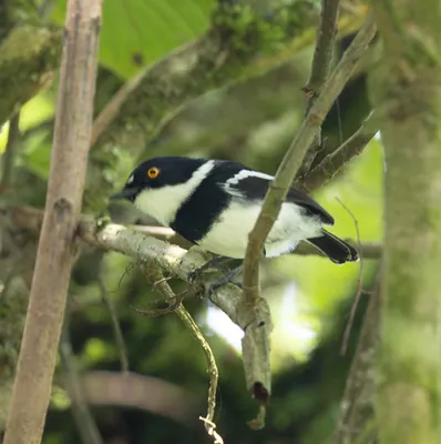 Rwenzori Batis