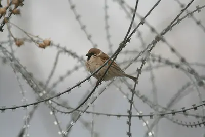 Eurasian Tree Sparrow
