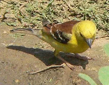Sudan Golden Sparrow