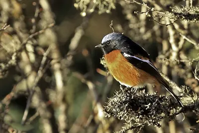 White-throated Redstart