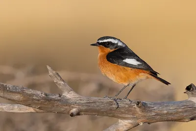Moussier's Redstart