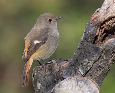 Daurian Redstart