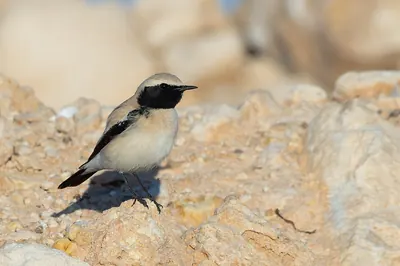 Desert wheatear
