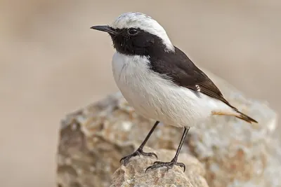 Mourning Wheatear