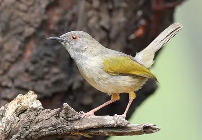 Grey-backed Camaroptera
