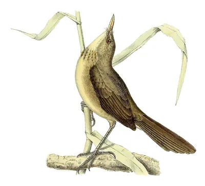 Madagascar Swamp-warbler