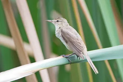 Australian Reed-Warbler