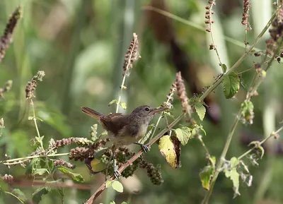 Cape Verde Islands Cane Warbler
