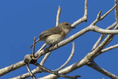 Archbold's Newtonia